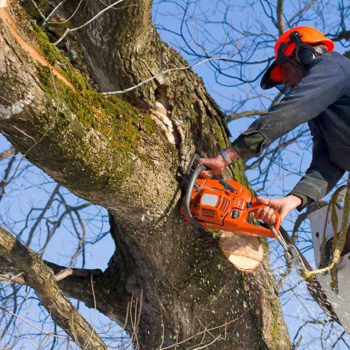 tree arborist using a chainsaw to cut a large tree branch